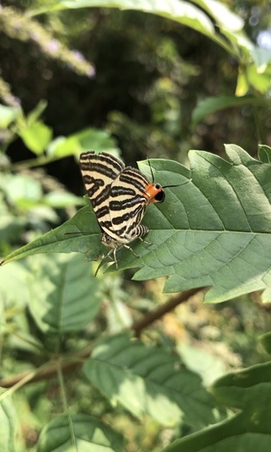 Long-banded Silverline
