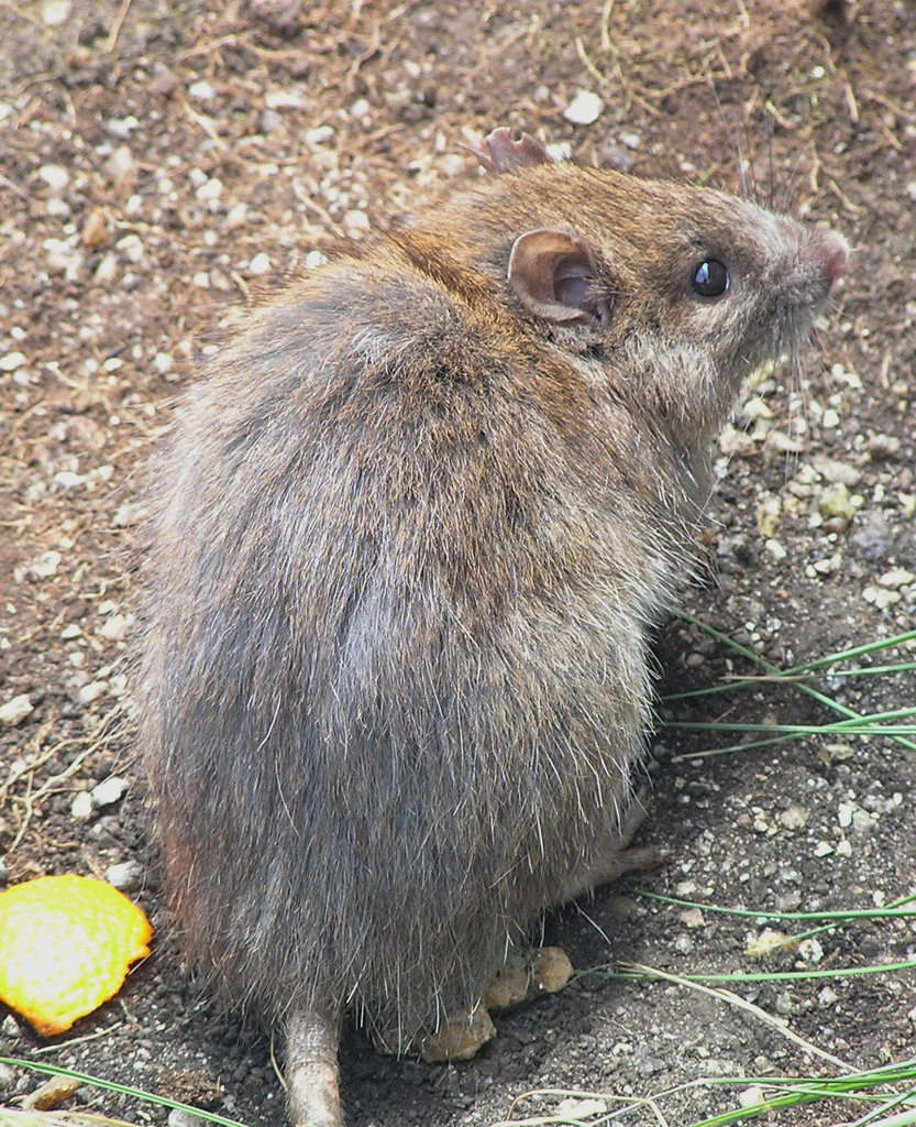 Bush rat - Wikipedia