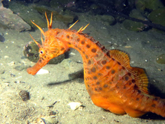Big-Belly Seahorse photo 3