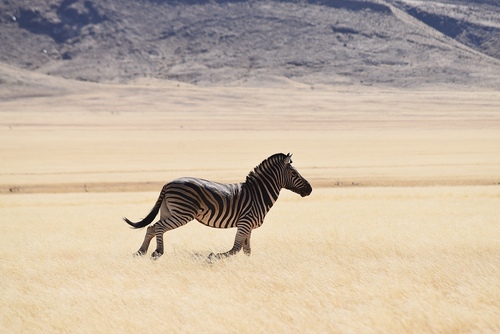 Zebra