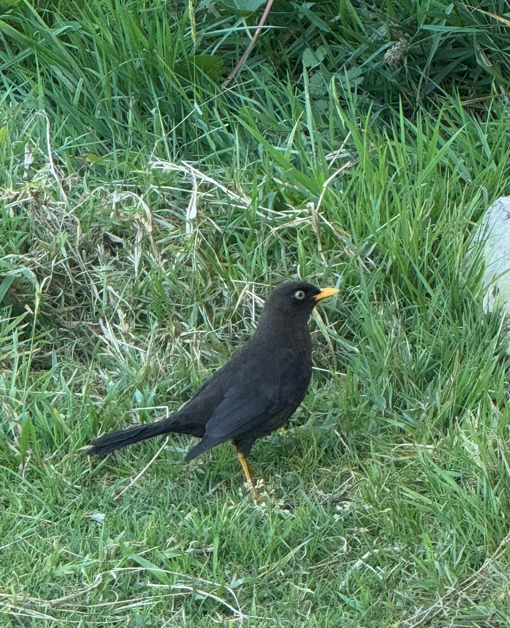 Sooty Thrush (Turdus nigrescens), photo 7