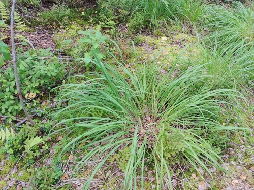Purple moor grass