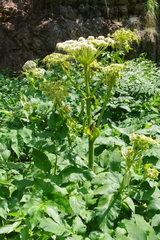 Angelica archangelica