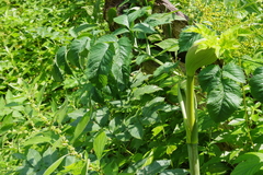 Angelica archangelica