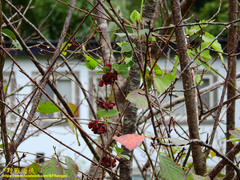 Rhynchosia volubilis