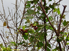 Rhynchosia volubilis