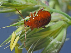 Neocrepidodera transversa