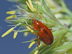 Neocrepidodera transversa