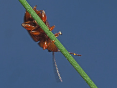 Neocrepidodera transversa