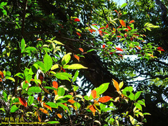 Elaeocarpus japonicus