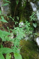 Galium sylvaticum