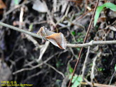 Habrosyne indica formosana