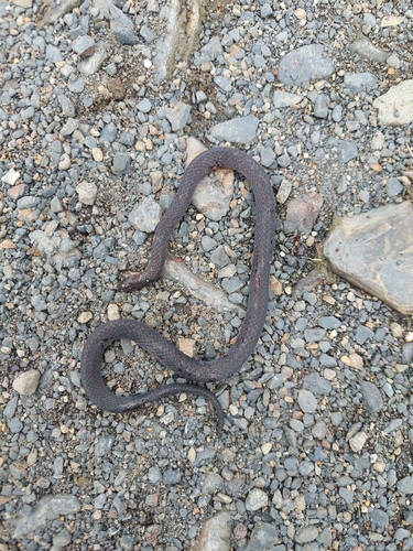 Northern Ground Snake