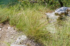 Sesleria rigida
