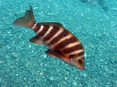 Chirodactylus spectabilis