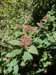 Spiraea formosana