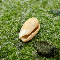 Oliva oliva
