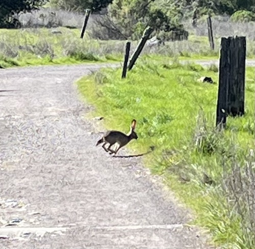 Black-tailed Jackrabbit