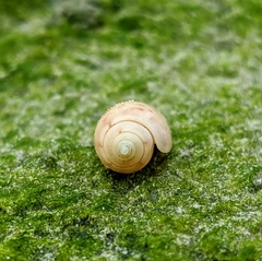 Oliva oliva