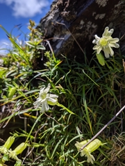 Silene morrisonmontana