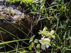 Silene morrisonmontana