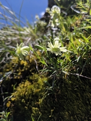 Silene morrisonmontana