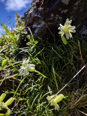 Silene morrisonmontana