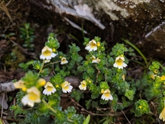 Euphrasia transmorrisonensis