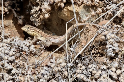 iNaturalist observation photo of Common Side-blotched Lizard
