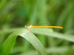 Ceriagrion calamineum