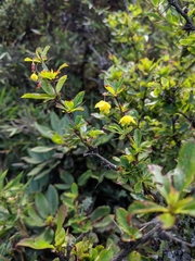 Berberis morrisonensis
