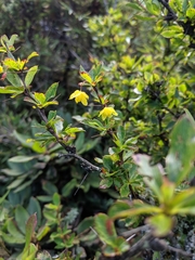 Berberis morrisonensis