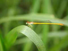 Ceriagrion calamineum