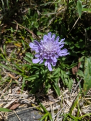 Scabiosa lacerifolia
