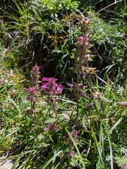 Pedicularis refracta transmorrisonensis