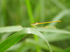 Ceriagrion calamineum