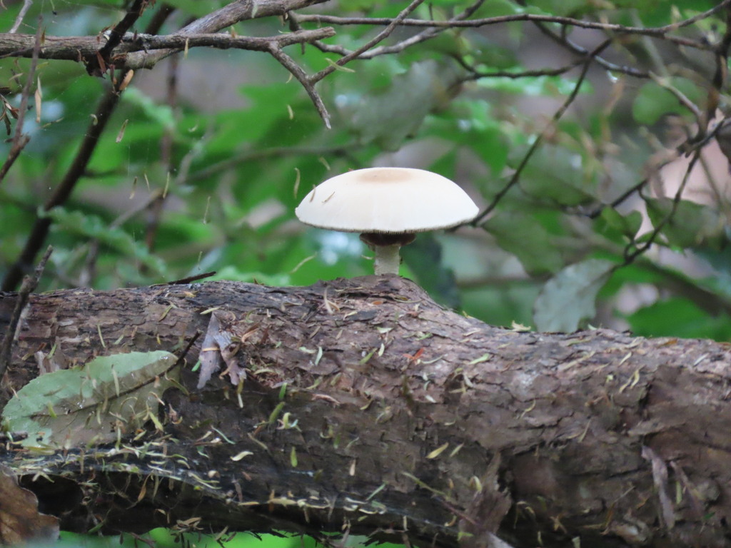 Cyclocybe parasitica · February 2025 · photo: © ian_mcallan (iNaturalist, cc-by-nc)