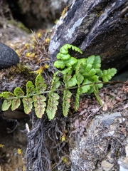 Dryopteris serratodentata