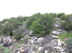 Erythrophysa alata