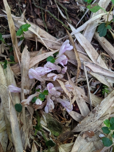 Image of Lathraea Purpurea (Lathraea purpurea) by (c) Cheng-Te Hsu, some rights reserved (CC BY)
