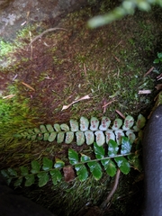 Polystichum stenophyllum