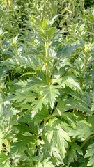 Nepeta racemosa racemosa