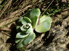 Echeveria secunda