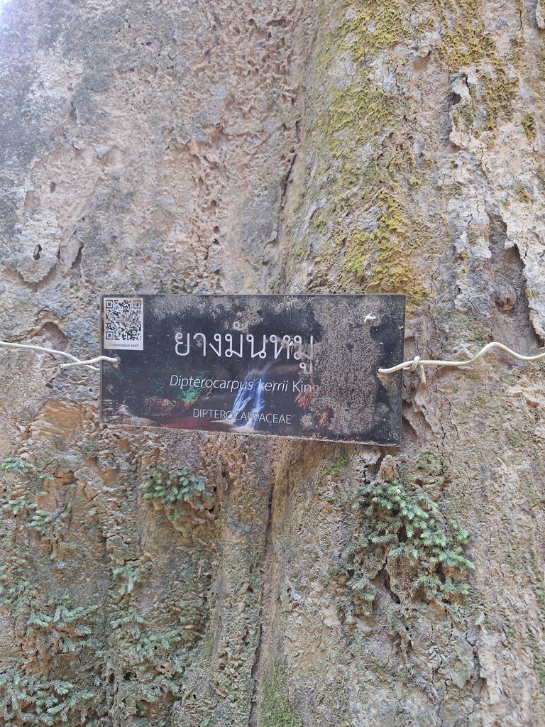 Dipterocarpus kerrii (Keruing)