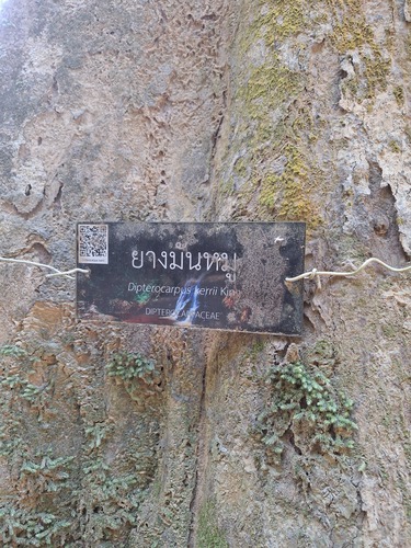 Dipterocarpus kerrii observed 2025-02-28
