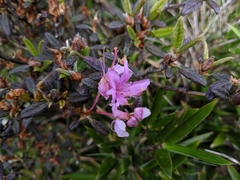 Rhododendron rubropilosum taiwanalpinum