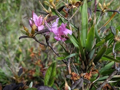 Rhododendron rubropilosum taiwanalpinum