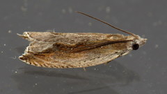 Ancylis goodelliana