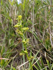Platanthera mandarinorum pachyglossa