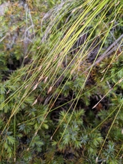 Trichophorum subcapitatum